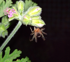 Alpaida veniliae