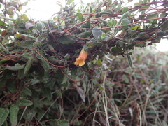 Marianthus bignoniaceus
