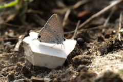 Catochrysops strabo