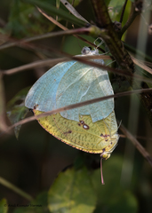 Catopsilia pyranthe