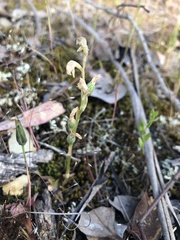 Pterostylis cycnocephala