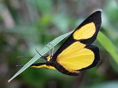 Cyllopoda jatropharia