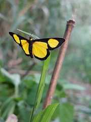 Cyllopoda jatropharia