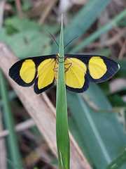 Cyllopoda jatropharia