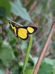Cyllopoda jatropharia