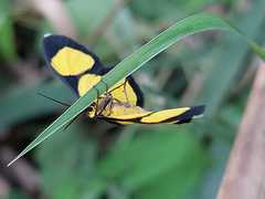 Cyllopoda jatropharia