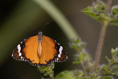 Danaus chrysippus