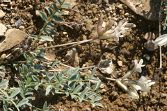 Astragalus ionae