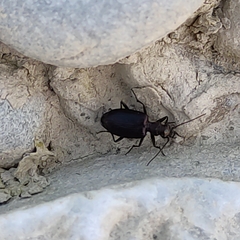 Actenonyx bembidioides