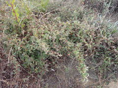 Marianthus bignoniaceus