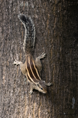 Funambulus pennantii