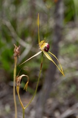 Caladenia thinicola