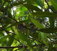 Acanthiza pusilla