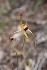 Caladenia thinicola