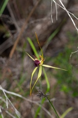 Caladenia thinicola