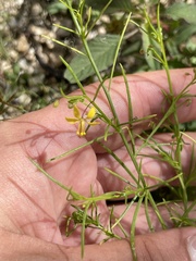 Cleome guianensis
