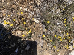 Asteridea athrixioides