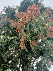 Terminalia paniculata
