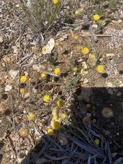 Asteridea athrixioides