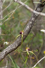 Caladenia thinicola