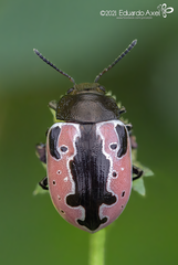Calligrapha aeneopicta