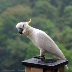 Cacatua sulphurea
