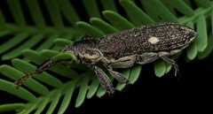 Rhinotia bimaculata