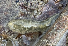 Flabelligera bicolor