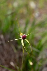 Caladenia thinicola