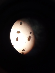 Eriococcus