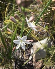 Chlorophytum graminifolium