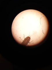 Eriococcus