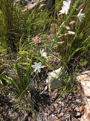 Chlorophytum graminifolium