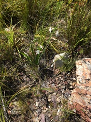 Chlorophytum graminifolium