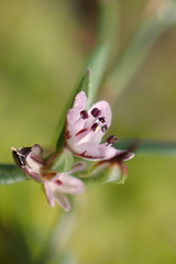 Polygonum spergulariiforme