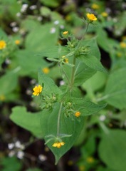 Sigesbeckia agrestis