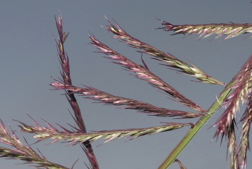 Dinebra retroflexa