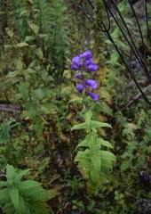 Penstemon hidalgensis
