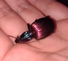 Brachygnathus angusticollis