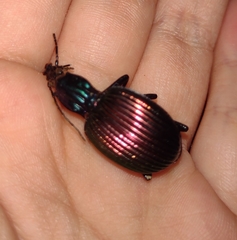 Brachygnathus angusticollis