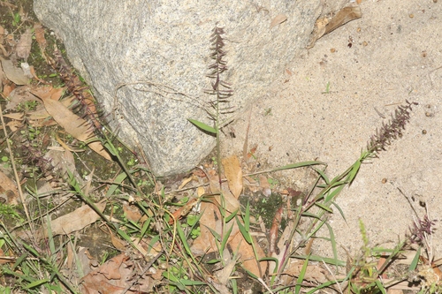 Dinebra retroflexa