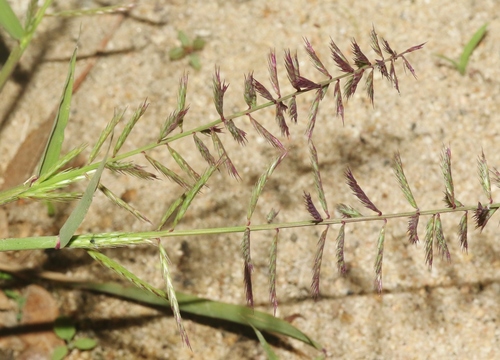 Dinebra retroflexa