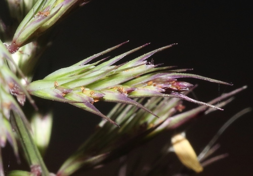 Dinebra retroflexa