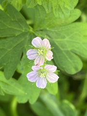 Geranium gardneri