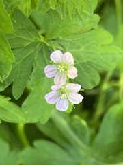 Geranium gardneri
