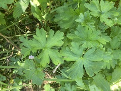 Geranium gardneri