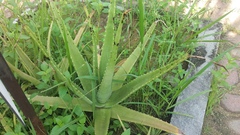 Aloe vera