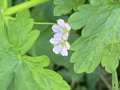 Geranium gardneri