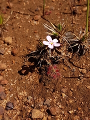 Drosera spilos