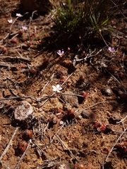 Drosera spilos